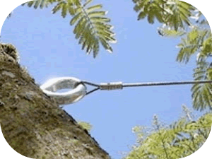 Tree Cabling | Dallas, TX