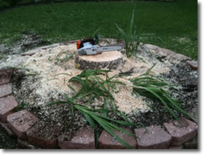 Stump Grinding in Dallas, TX