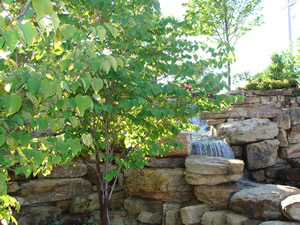 Landscaping Service |  Dallas, TX