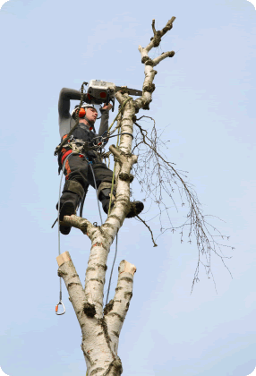 Tree Removal | Dallas, TX